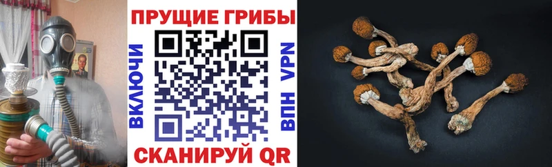 Псилоцибиновые грибы Cubensis  дарнет шоп  Болгар 